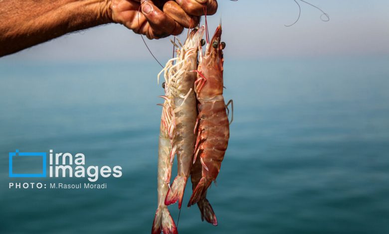 افزایش ۳۷ درصدی تولید میگو/ بوشهر نخستین تولیدکننده میگو کشور