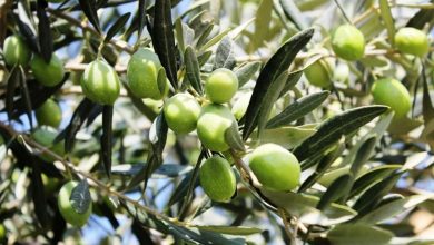 افزون بر ۱۴ هزار تن زیتون از باغ‌های گیلان برداشت شد