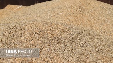 امسال چقدر گندم خارجی خریدیم؟