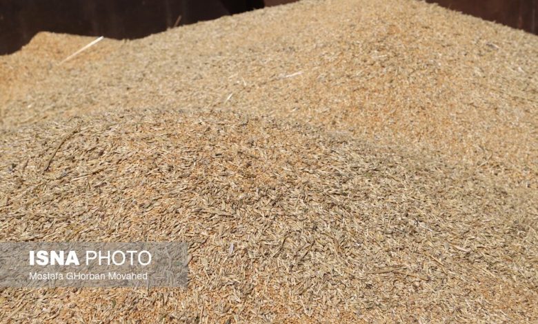امسال چقدر گندم خارجی خریدیم؟