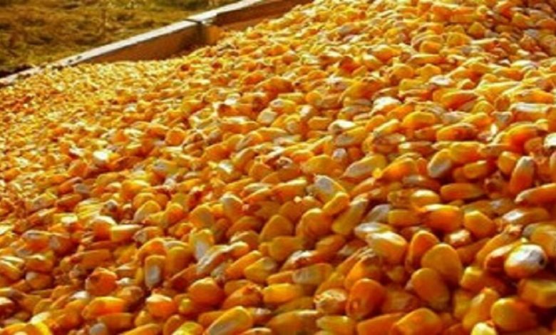 ایران از ۱۵ کشور ذرت دامی می خرد/ امارات و ترکیه صدرنشین صادرات ذرت به ایران