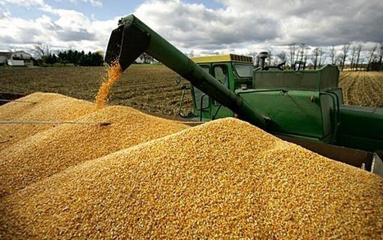 ایران امسال چقدر گندم خرید؟