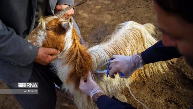 ایمن‌سازی دام سبک در مقابل بیماری تب برفکی در اولویت قرار گرفت