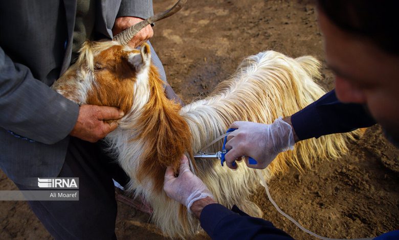 ایمن‌سازی دام سبک در مقابل بیماری تب برفکی در اولویت قرار گرفت