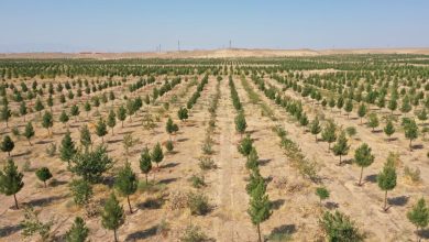 بازدید معاون وزیر جهاد کشاورزی از بزرگ‌ترین پارک جنگلی قم