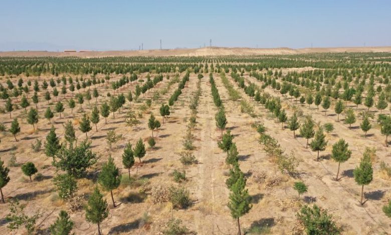 بازدید معاون وزیر جهاد کشاورزی از بزرگ‌ترین پارک جنگلی قم