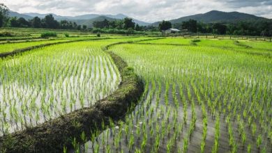 بحران کم‌آبی در بزرگترین تولیدکننده برنج جهان نمایان شد