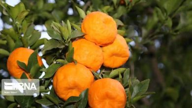 برداشت مرغوب‌ترین نارنگی کشور از باغ‌های هرمزگان آغاز شد