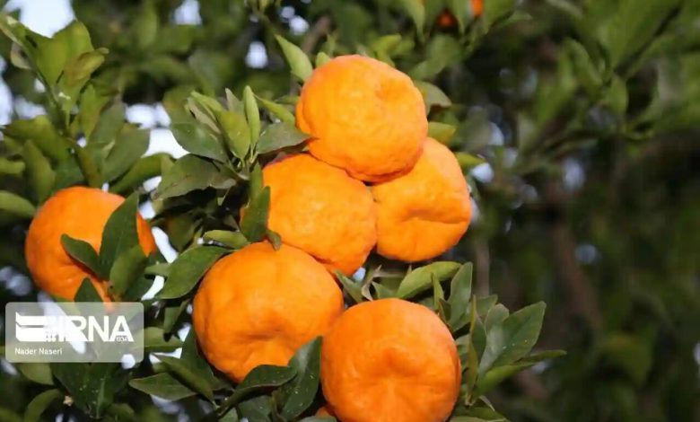 برداشت مرغوب‌ترین نارنگی کشور از باغ‌های هرمزگان آغاز شد