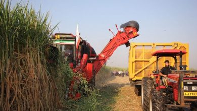 برداشت نیشکر در صومعه سرا آغاز شد