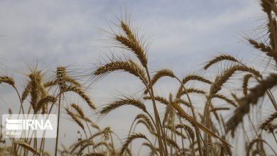 برنامه‌ریزی برای تولید ۳۲۰ هزار تن گندم پاییزه در قزوین