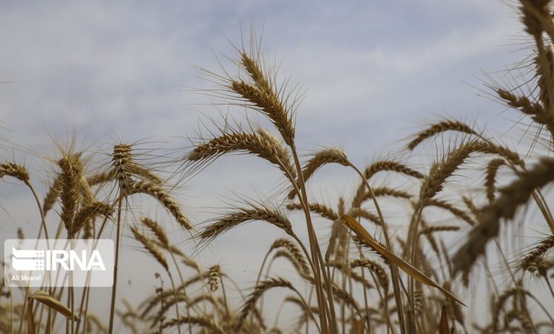 برنامه‌ریزی برای تولید ۳۲۰ هزار تن گندم پاییزه در قزوین