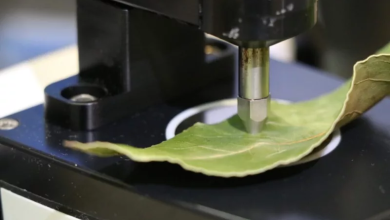 برگ‌ها زمان رسیدن میوه را آشکار می‌کنند