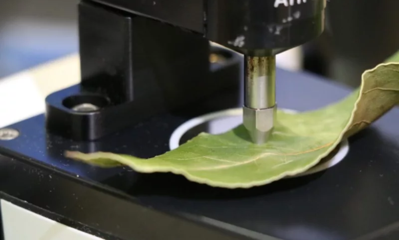 برگ‌ها زمان رسیدن میوه را آشکار می‌کنند