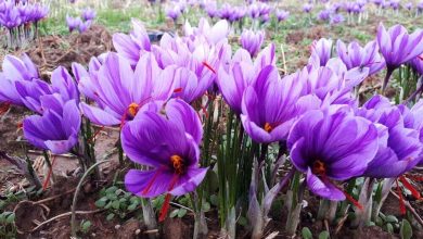 بزرگترین مزرعه طلای سرخ غرب کشور در انتظار صنایع تبدیلی