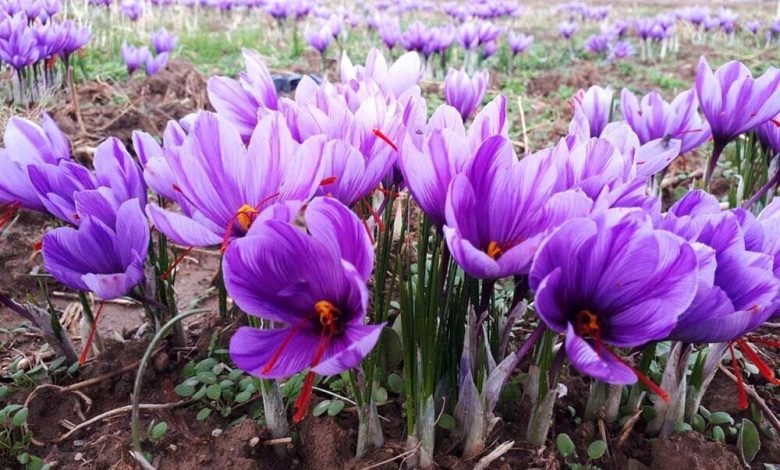 بزرگترین مزرعه طلای سرخ غرب کشور در انتظار صنایع تبدیلی