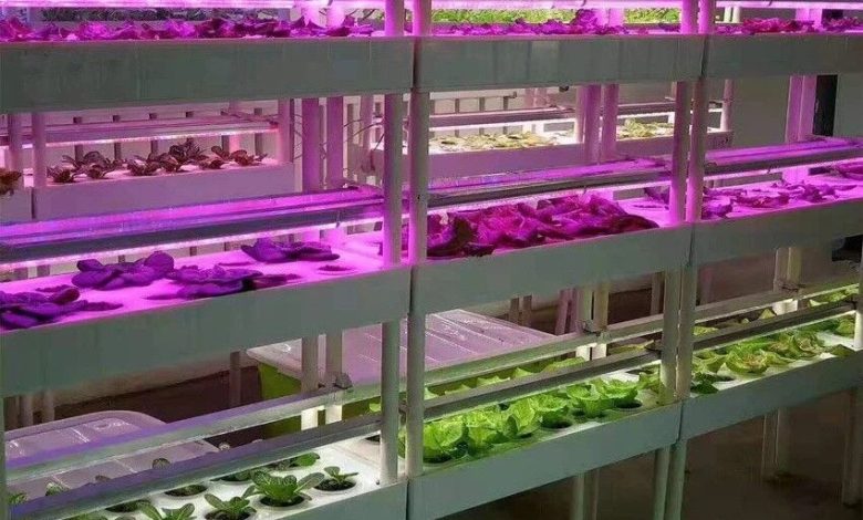 بهینه‌سازی ریز ازدیادی گیاهان با استفاده از نورهای LED در ایران