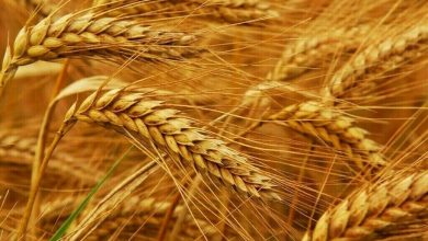 ترکیه به گندم روسیه، روی خوش نشان داد