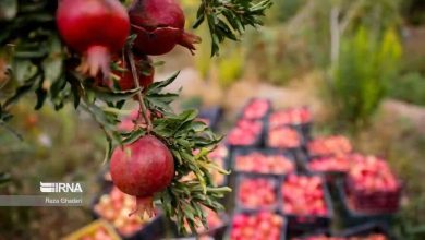 تولید یک میلیون و ۳۵۷ هزار تن انار/ بازار شب یلدا تامین است