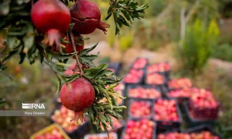 تولید یک میلیون و ۳۵۷ هزار تن انار/ بازار شب یلدا تامین است