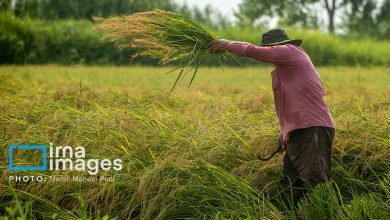 تولید ۱۰۰ هزار تن برنج کشت دوم در گیلان/ تولید تا نیمه زمستان ادامه دارد