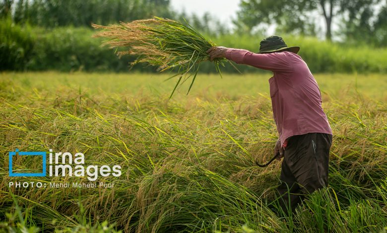 تولید ۱۰۰ هزار تن برنج کشت دوم در گیلان/ تولید تا نیمه زمستان ادامه دارد