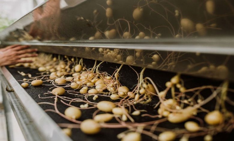 تولید ۳۰ میلیون مینی‌تیوبر نقطه عطف خودکفایی بذر سیب‌زمینی در کشور