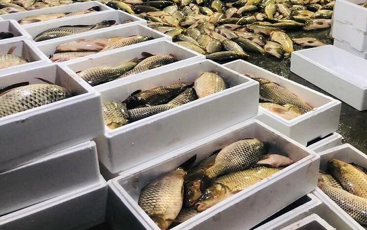 جهش صادرات میگو/ هیچ شناوری بدون مجوز صید سوخت نمی‌گیرد