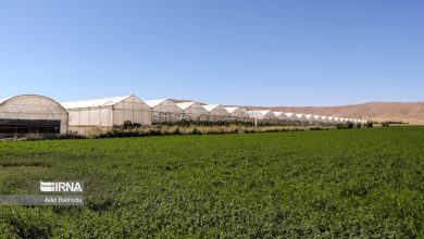 درخواست ارزی فعالان بخش کشاورزی/ مشارکت واردکنندگان در تولید قراردادی محصولات