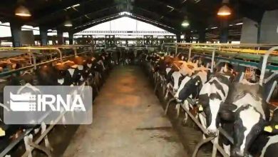 دعوت از دامداران گیلان برای بیمه‌گذاری؛ ۱۲ هزار راس دام بیمه شدند