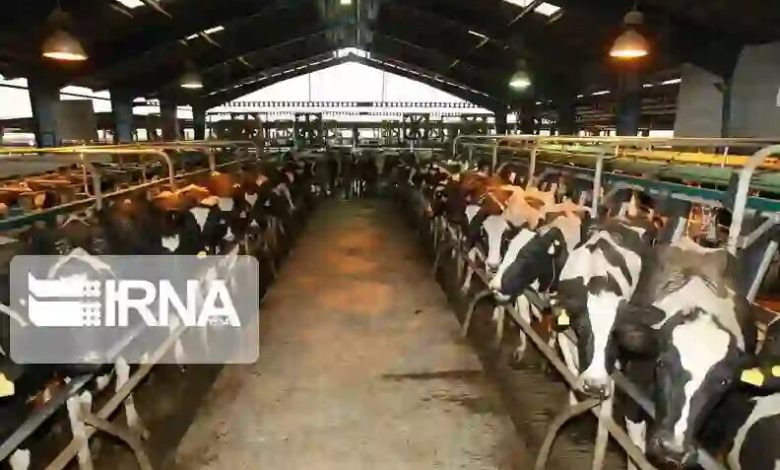 دعوت از دامداران گیلان برای بیمه‌گذاری؛ ۱۲ هزار راس دام بیمه شدند