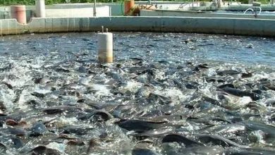 رشد دو برابری اجرای طرح های شیلاتی با همکاری بنیاد برکت