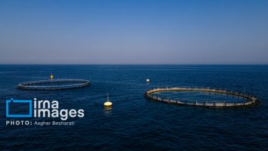 رشد ۳۰ درصدی تولیدات شیلاتی/ تکمیل زنجیره ارزش در دستور کار است