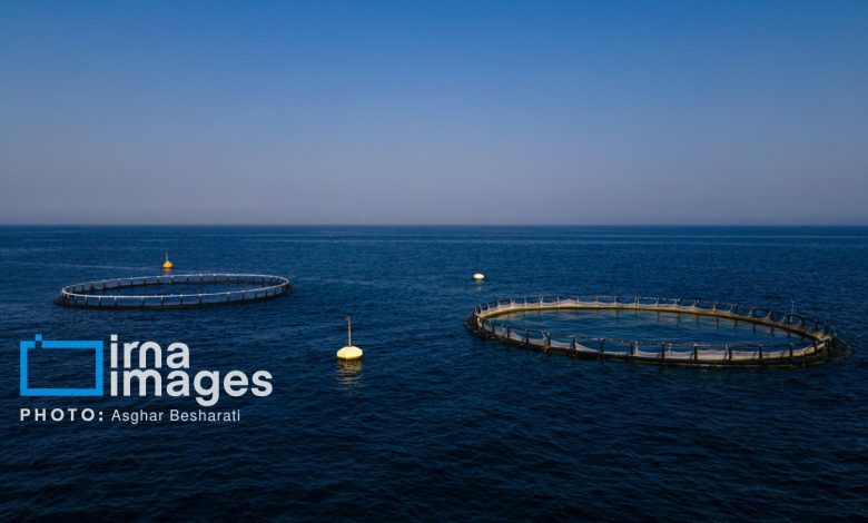 رشد ۳۰ درصدی تولیدات شیلاتی/ تکمیل زنجیره ارزش در دستور کار است