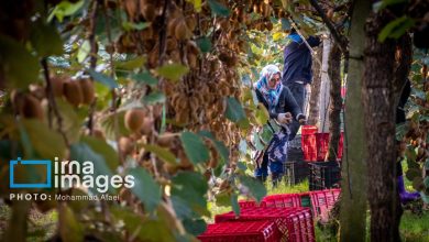 روزهای شیرین صادرات کیوی به‌کام کشاورزان مازندرانی