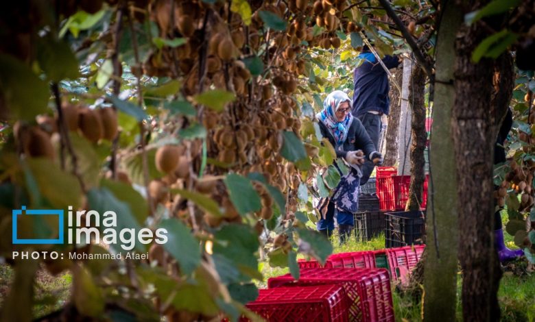 روزهای شیرین صادرات کیوی به‌کام کشاورزان مازندرانی