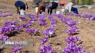 زعفران، گزینه امیدبخش کشاورزان آذربایجان‌غربی در سال‌های کم‌آبی
