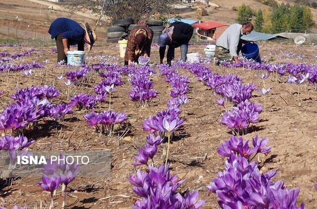 زعفران، گزینه امیدبخش کشاورزان آذربایجان‌غربی در سال‌های کم‌آبی