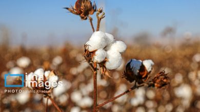 سازگاری برای بقا در کم‌آبی؛ قصه غمگین «طلای سفید» در گرمسار