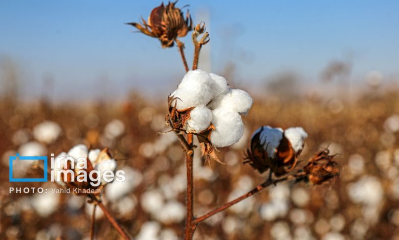 سازگاری برای بقا در کم‌آبی؛ قصه غمگین «طلای سفید» در گرمسار