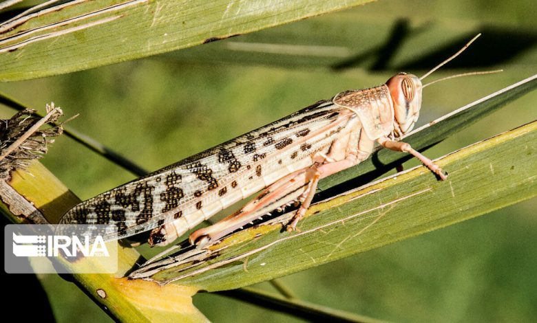 سالانه ۱۰۰ میلیارد تومان اعتبار برای مبارزه با ملخ صحرایی مورد نیاز است