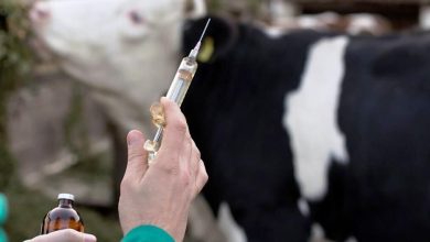 سرعت سرایت تا ۲۵ برابر کرونا/ دام‌های شیری پربازده هدف ویروس «تب برفکی» است