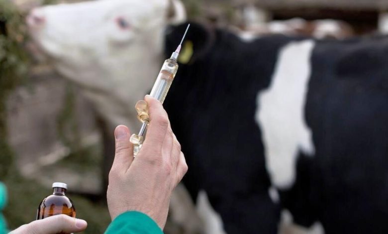 سرعت سرایت تا ۲۵ برابر کرونا/ دام‌های شیری پربازده هدف ویروس «تب برفکی» است