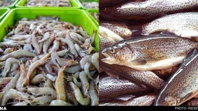 صادرات آبزیان ظرفیت تأمین ارز ۸ میلیارد یورویی کالاهای اساسی را دارد