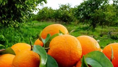 صادرات ۲۰۰ میلیون دلاری محصولات تازه و فرآوری شده مرکبات