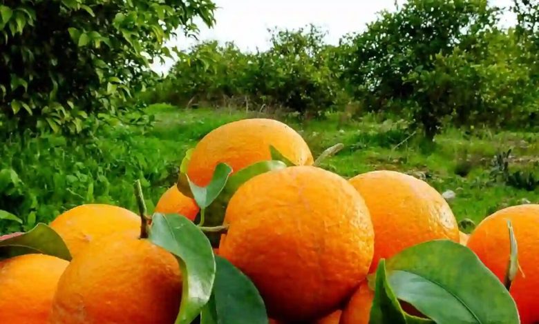 صادرات ۲۰۰ میلیون دلاری محصولات تازه و فرآوری شده مرکبات