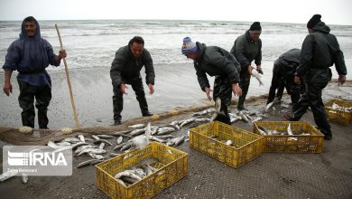صید ماهیان استخوانی با رشد ۲۰ درصدی به ۸۵۵ تن رسید