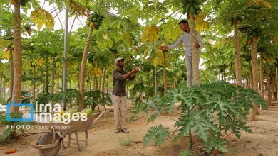 طراحی مدل یکپارچه بهینه‌سازی مصرف انرژی در شهرک‌های گلخانه‌ای