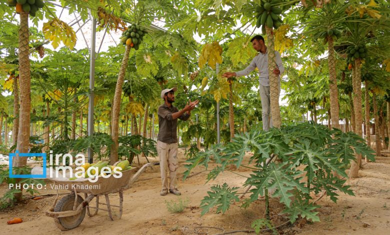 طراحی مدل یکپارچه بهینه‌سازی مصرف انرژی در شهرک‌های گلخانه‌ای