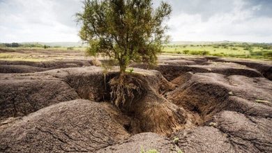 عدم بازگشت سالانه میلیون‌ها تن کربن به خاک/ تاب‌آوری خاک در اولویت برنامه‌هاست